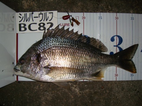 j7s59o872ms5miupgfu4_480_480-cd325dba.jpg