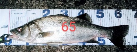 j8hemy8xniy6kaairjn4_480_480-c6832779.jpg