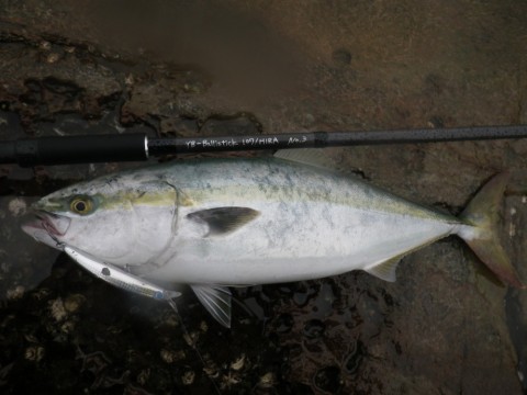 j92kc3s7a5oaan9k39v9_480_480-1b0a06c5.jpg