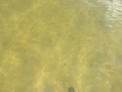 j9ups9irbmhatgtwh8sj_480_480-7dc6002f.jpg
