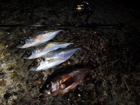 j9zzg337tx3beajwuap9_480_480-2df3004c.jpg