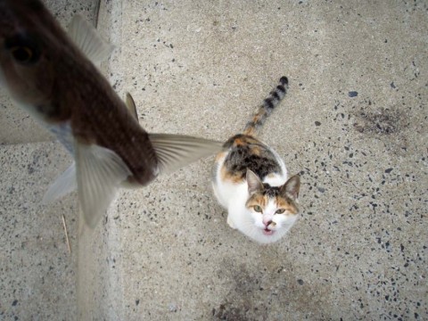 jFUzXELTDrhh2zD3PHOj_480_480-737047b8.jpg