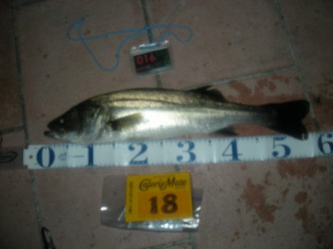jLksSLgQHDedLtJuj6DL_480_480-5861cb72.jpg