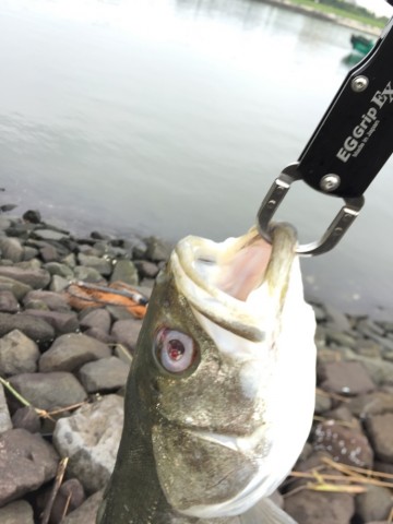 jauuzyxe7u6caegera59_690_920-8a7105c7.jpg