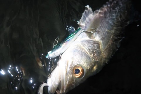 jay7c4mgzsywar65nci6_480_320-2ab33278.jpg