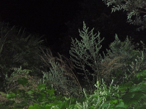 jayn9gtef4mzbo7sxjie_480_480-a693f220.jpg