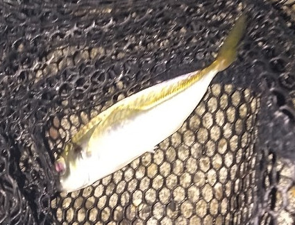 アジ