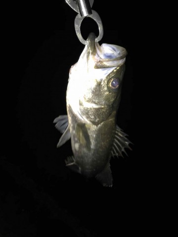 jbioj2jrb8m5y795f8h2_360_480-cf200104.jpg