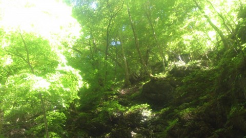 jbvbdh8ga4ebnkxxus2g_480_480-37296084.jpg