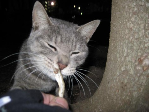 jcygbtf8yuxdho7y9zkd_480_480-cd2bb2f9.jpg