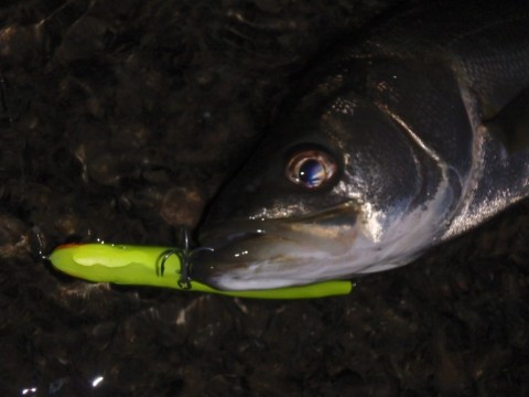 jd55zhxcdxez389nrgk5_480_480-8e54dd19.jpg