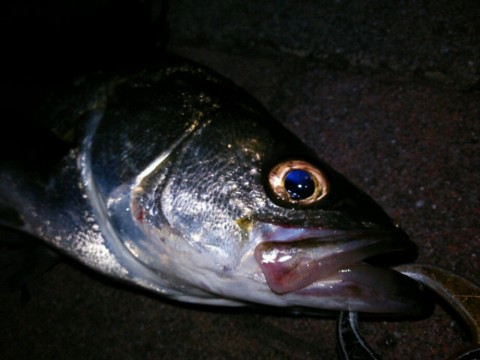 jdcdsejtkihdargu94os_920_690-c6219b7f.jpg