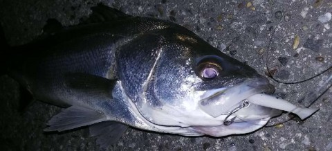 jdiyezxuepugwfry4jcp_480_480-9cf4a3c0.jpg