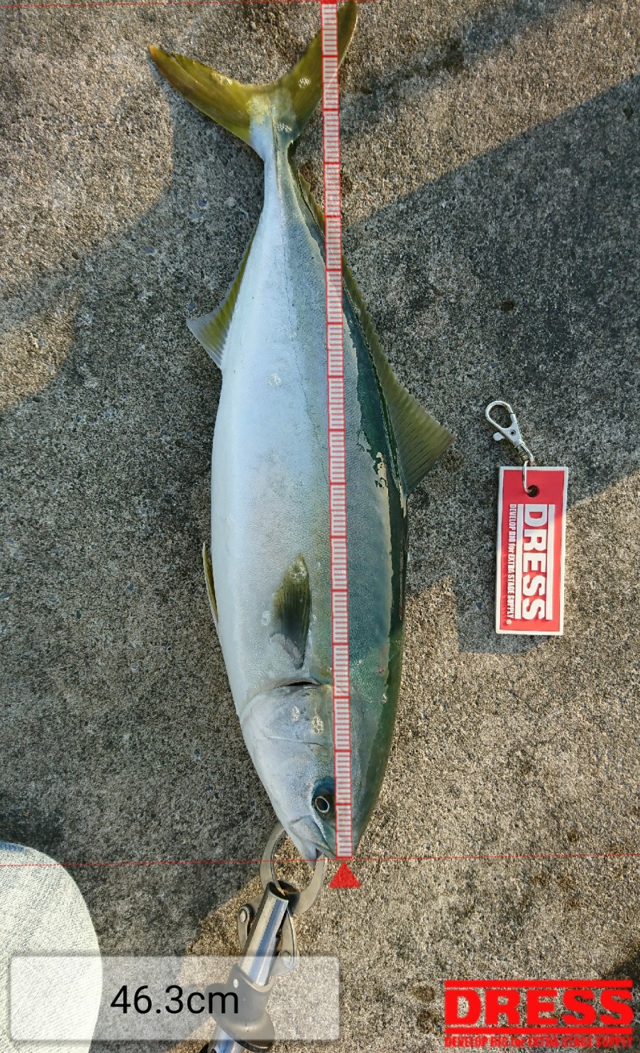 Keep Fishing いつもの沖堤防 サワラ イナダ Keep Fishing いつもの沖堤防 サワラ イナダ