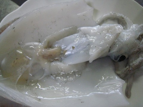 jeiuwyx57hsrtmykvszu_480_480-f33458d4.jpg