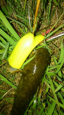 jejkhegp28z5ge7g4484_518_920-d0a0928d.jpg