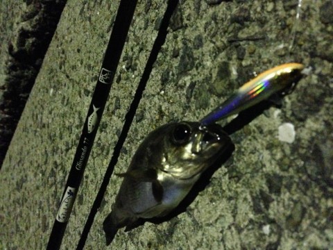 jfhvzpic4oydnsmu27x6_480_480-f290b507.jpg