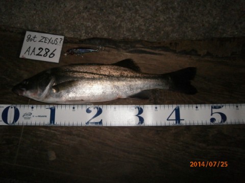 jg3eaeua7kfbag7ayokc_480_480-066b24d5.jpg