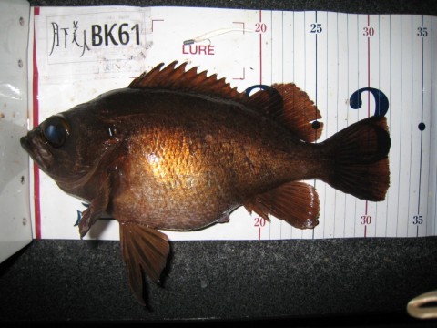 jgj495iw8s2ehrrn6aay_480_480-78b43b80.jpg