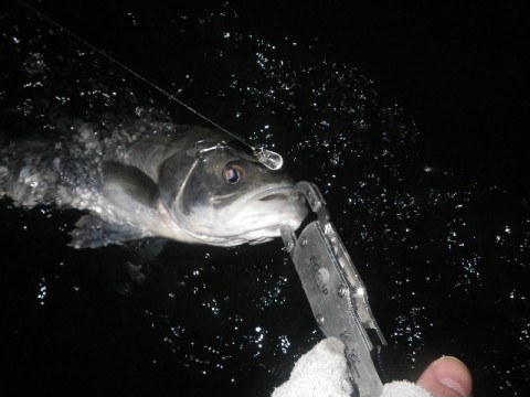 jgthumid3xyhkn4hgxw6_480_480-8797bd5d.jpg