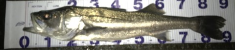 jhjuyvm2v2tfmt2ag5ek_920_195-db815bb1.jpg
