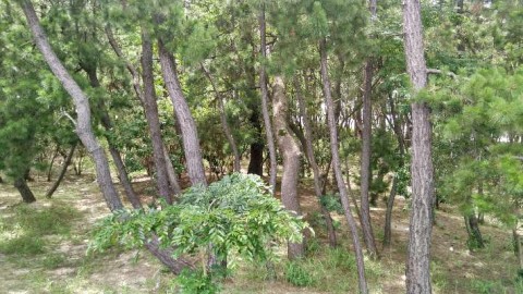 jhtinjwcy2krsiz9kiu9_480_480-2a900436.jpg