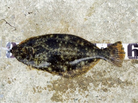 jigiskgbouvvouhsfbh5_920_691-570cd849.jpg