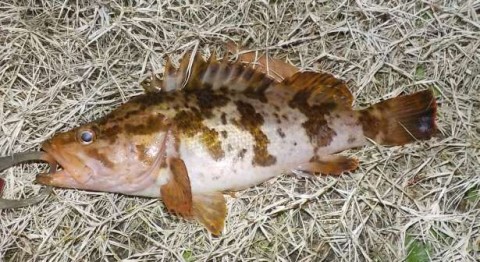jijedrsubt4eufugobz8_480_480-e2b6d395.jpg