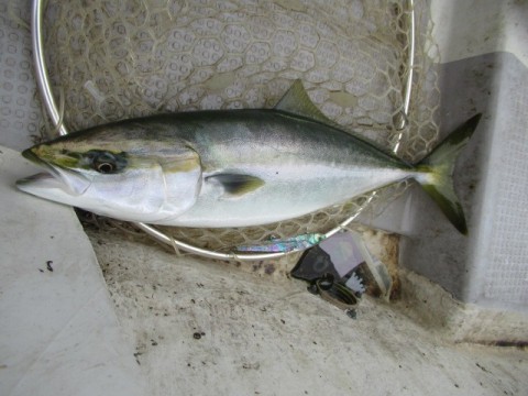 jijgi8y73fijuit2y4io_480_480-b9faaf47.jpg