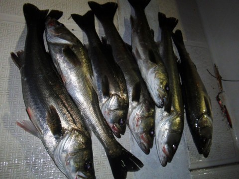 jik9tgiwjagts562yrrg_480_480-6617fa18.jpg