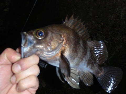jj6xfd62hi86gs85cyx6_480_480-30754b50.jpg
