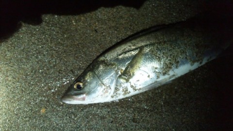 jjf2oga4faf7jim38jnc_480_480-552587f7.jpg