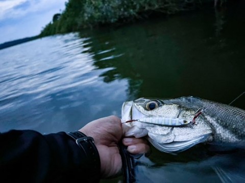 jjf64iuoykxfbsjz5v2s_480_360-990e69d2.jpg