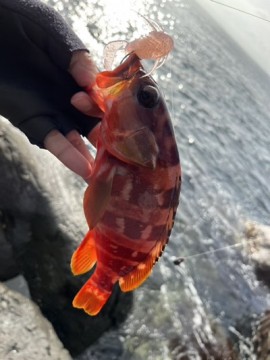 jjrc5gnd7c9mfm2eajsf_360_480-b7ea798e.jpg