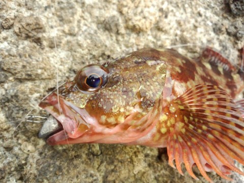 jjxdejnwnthtgrb58x6f_920_690-922cd695.jpg