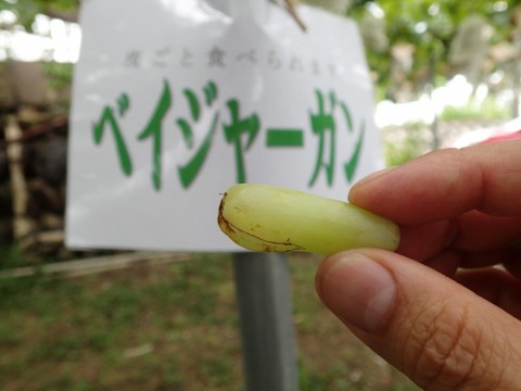 jjytfp3yt8prnhee53g3_480_480-55679c54.jpg