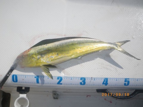 jkeukirb6kg3zd3av8es_480_480-8e900db6.jpg