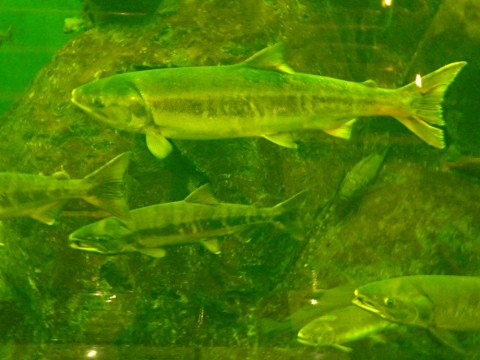 jkhiwzyf7nacc34motps_480_480-3156a715.jpg