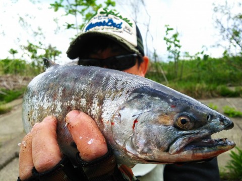 jki2s76e2ahcxxhdn482_480_480-e077266c.jpg