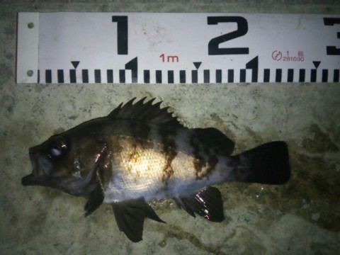 jktpftyy5kg7wesh3no3_640_480-80931064.jpg