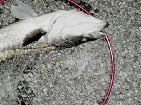 jkvbfbuy9ncwk8bvknm5_920_690-359e1577.jpg