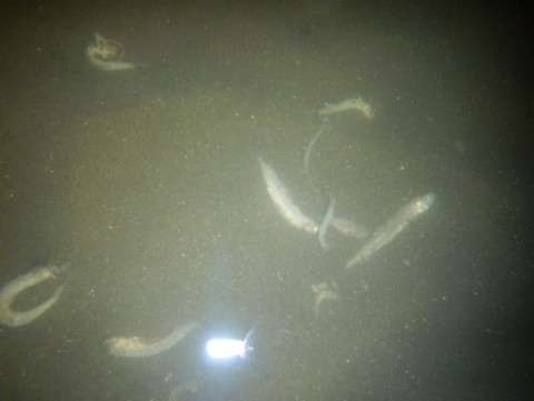jmm4ucvet6wawk5czhr8_480_361-fd89a00c.jpg