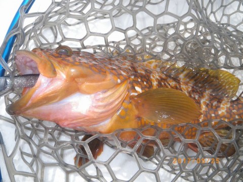 jmnknp65jtutctjhivh7_480_480-60097294.jpg
