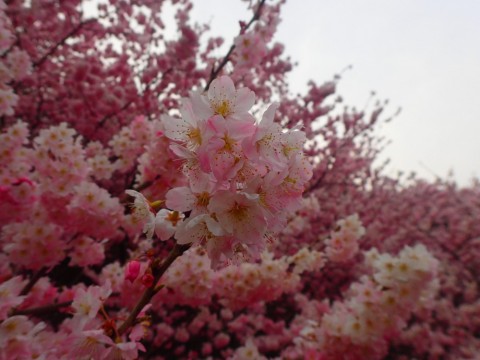 jmrkmhuz2okh3bfa78ev_480_480-f1517903.jpg