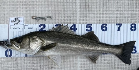 jmsef8p5ryzoi8yiuge3_480_242-0a1984d2.jpg