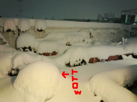 jn8r77sybm8cgs6gakpw_480_480-5467308f.jpg