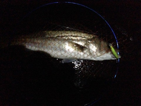 joganvou4cjoikcmm7a3_480_480-b29426db.jpg