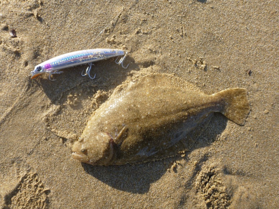 釣りログ 福岡サーフ釣行 釣りログ 福岡サーフ釣行