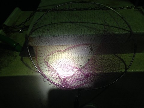 jouxiwrdc2pwv75b3y9v_480_480-209d773b.jpg
