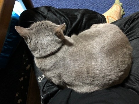 jp9ggpzpvpctvcvxrt2y_480_480-09d30a90.jpg